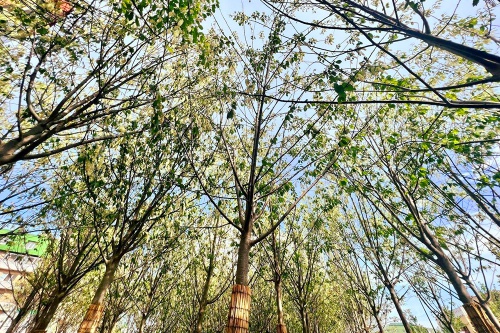 Черемуховый сквер от Park Decor