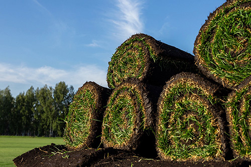 Рулонный газон в УФО по предзаказу