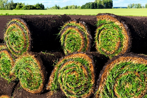 Акция на рулонный газон