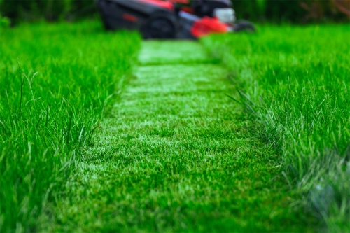 Уход за газоном в августе