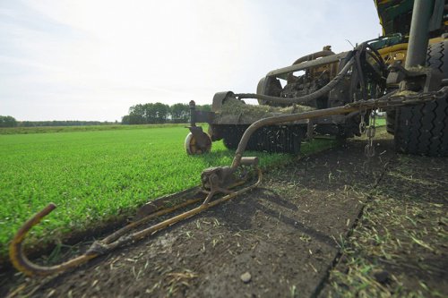Стелим газон осенью!