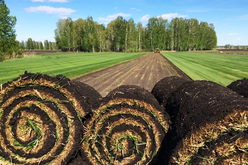 Отгрузили первую партию газона