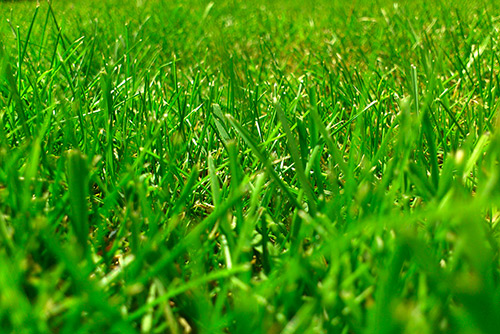 Рулонный газон от Park Decor