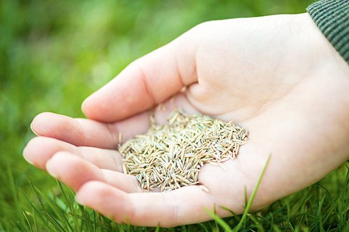 Все дело в семенах, или как посеять газон самостоятельно